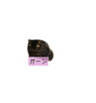 しぃちゃんすたんぷ〜（個別スタンプ：12）