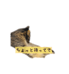 しぃちゃんすたんぷ〜（個別スタンプ：14）