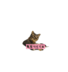 しぃちゃんすたんぷ〜（個別スタンプ：15）