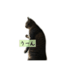 しぃちゃんすたんぷ〜（個別スタンプ：16）