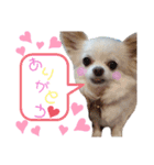 チワワのくうちゃん日常スタンプ（個別スタンプ：1）