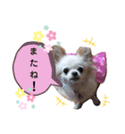 チワワのくうちゃん日常スタンプ（個別スタンプ：5）