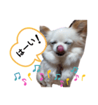 チワワのくうちゃん日常スタンプ（個別スタンプ：7）