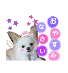 チワワのくうちゃん日常スタンプ（個別スタンプ：16）