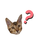 ベンガル猫ベガのスタンプ3（個別スタンプ：4）