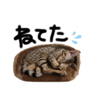 ベンガル猫ベガのスタンプ3（個別スタンプ：8）