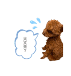 アラン（トイプードル）のスタンプ（個別スタンプ：12）