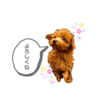 アラン（トイプードル）のスタンプ（個別スタンプ：16）
