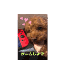 トイプードルリズム‎ちゃん（個別スタンプ：6）