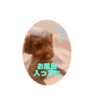 トイプードルリズム‎ちゃん（個別スタンプ：10）
