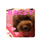 トイプードルリズム‎ちゃん（個別スタンプ：15）
