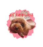 トイプードルリズム‎ちゃん（個別スタンプ：18）