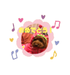 トイプードルリズム‎ちゃん（個別スタンプ：19）