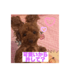 トイプードルリズム‎ちゃん（個別スタンプ：25）