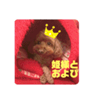 トイプードルリズム‎ちゃん（個別スタンプ：26）