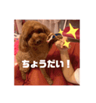 トイプードルリズム‎ちゃん（個別スタンプ：27）
