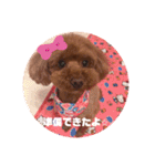 トイプードルリズム‎ちゃん（個別スタンプ：34）