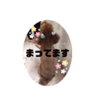 トイプードルリズム‎ちゃん（個別スタンプ：36）