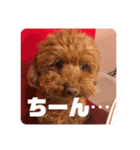 トイプードルリズム‎ちゃん（個別スタンプ：37）