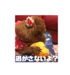 トイプードルリズム‎ちゃん（個別スタンプ：40）