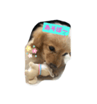 LOVE クッキー（個別スタンプ：3）