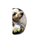LOVE クッキー（個別スタンプ：7）