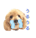殿若10（個別スタンプ：3）