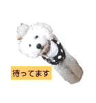 殿若10（個別スタンプ：14）