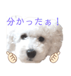 殿若10（個別スタンプ：24）
