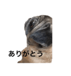 パグのニモ①（個別スタンプ：10）