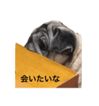 パグのニモ①（個別スタンプ：15）