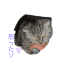moon.1（個別スタンプ：5）