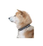 柴犬まるのスタンプ②（個別スタンプ：1）