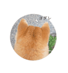柴犬まるのスタンプ②（個別スタンプ：2）