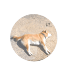 柴犬まるのスタンプ②（個別スタンプ：3）