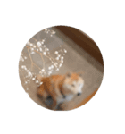 柴犬まるのスタンプ②（個別スタンプ：4）