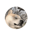 柴犬まるのスタンプ②（個別スタンプ：6）