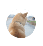 柴犬まるのスタンプ②（個別スタンプ：7）