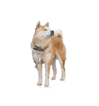 柴犬まるのスタンプ②（個別スタンプ：8）