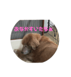 ペットとの1日？（個別スタンプ：1）