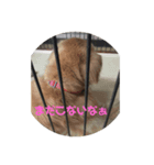 ペットとの1日？（個別スタンプ：2）