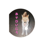 ペットとの1日？（個別スタンプ：3）