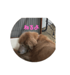 ペットとの1日？（個別スタンプ：4）