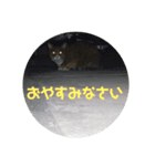 ペットとの1日？（個別スタンプ：7）