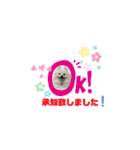 ポケコロちゃん 4（個別スタンプ：1）