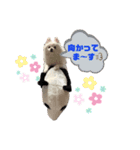 ポケコロちゃん 4（個別スタンプ：4）