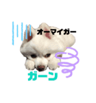 ポケコロちゃん 4（個別スタンプ：7）