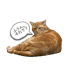 89K①（個別スタンプ：1）