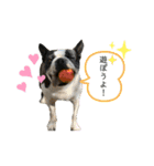 89K①（個別スタンプ：4）