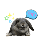 うちのロップ（個別スタンプ：1）